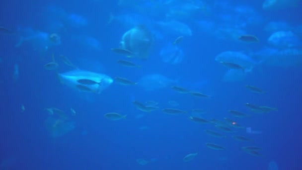 Wild Fishes Swimming Underwater Ocean Watching Undersea Marine Animals Moving — Video
