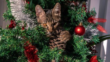 Tatil sezonunda komik ve sevimli bir kedi yavrusu, Noel süsleriyle süslenmiş neşeli bir şekilde Noel süsünü kırıyor, bayram süsleriyle süslenmiş bir çam ağacı, mutlu yeni yıl dekorasyonu..