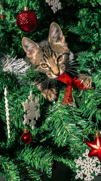 Симпатичный котенок очарование елки, игриво нарушая некоторые из красивых современных украшений, создавая веселые и очаровательные праздничные сцены с праздничными орнаментами Рождество,