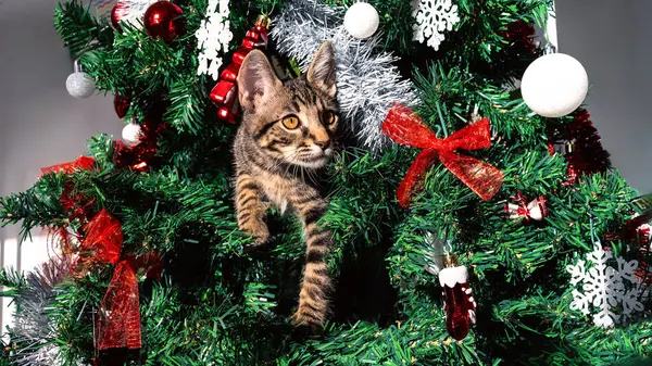 A funny and adorable kitten during the holiday season, playfully breaking the beautiful Christmas decoration, festive pine tree adorned with holiday Xmas ornaments, merry New Year decor.
