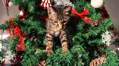 Şirin kedi yoldaşı, evcil kedicik, Noel süsleriyle süslenmiş bir çam ağacının yer aldığı güzel Noel süsünü şakayla mahveden bir mizah ve cazibe dokunuşu ekliyor.