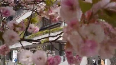 Tokyo, Japonya-13 Nisan 2023 'te olağanüstü bir doğa manzarası parkı açan güzel pembe kiraz ağaçları. Japon bahçesinin bahar manzarası Tokyo şehir merkezinde harika sakura çiçekleri dalları var..