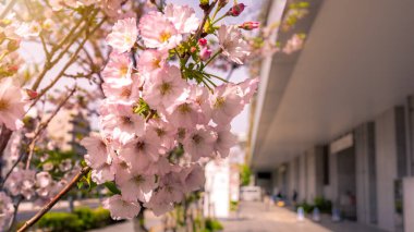 Tokyo 'nun göbeğinde bir Japon bahçesi, pembe kiraz ağaçları abartılı bir şekilde çiçek açtı. Sakura çiçeklerinin büyüleyici güzelliği büyüleyici bir bahar manzarası yaratır..