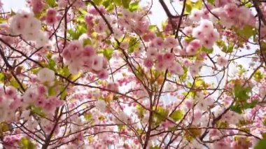 Tokyo şehir merkezinde, Japon bahçesindeki kiraz ağaçları pembe çiçeklerin abartılı bir gösterisine dönüşürken. Sakura 'nın canlı güzelliği, dingin ve büyüleyici bahar manzarası..