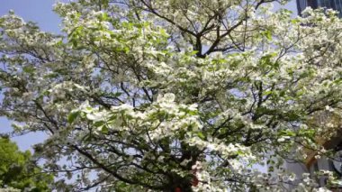 Japon şehrinin arka planında, Florida 'daki kızılcık ağaçlarının narin çiçekleri baharın gelişini müjdeliyor, doğal güzelliğin renkleriyle şehir tuvalini boyuyor..