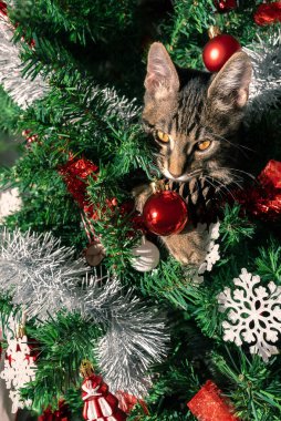 Tatil sezonu, yaramaz kedi, komik ve sevimli bir hayvan, Noel süsleriyle süslenmiş bayram çam ağacı da dahil olmak üzere, modern Noel süslemelerini mahveder.,