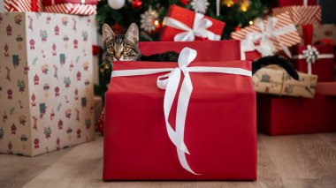 Kırmızı bir hediye kutusu neşeli bir kedi yavrusunu gizler ve içine baktığında güzel bir Noel ağacı Noel süsleriyle evi süsleyip neşeli bir Yeni Yıl dekorasyon elementi haline getirir.