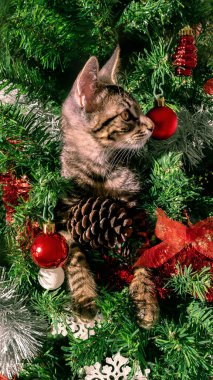 Sevimli evcil kedi yavrusu, komik maskaralıklarıyla, Noel süsleriyle süslenmiş çam ağacı da dahil olmak üzere, modern Noel süsünü eğlenceli bir şekilde yok eder.,