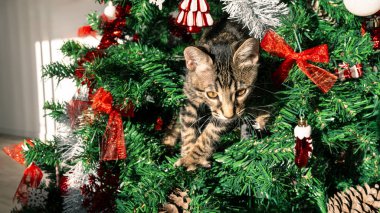 Tatil sezonu, yaramaz kedi, komik ve sevimli bir hayvan, Noel süsleriyle süslenmiş bayram çam ağacı da dahil olmak üzere, modern Noel süslemelerini mahveder.,