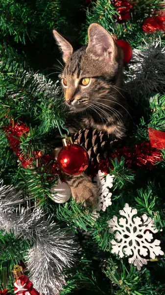 Şirin kedi yoldaşı, evcil kedicik, Noel süsleriyle süslenmiş bir çam ağacının yer aldığı güzel Noel süsünü şakayla mahveden bir mizah ve cazibe dokunuşu ekliyor.