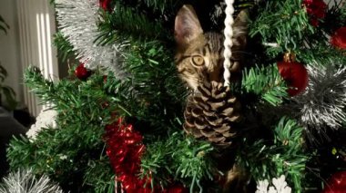 Bayram sezonunun yavaş çekimleri, yaramaz kedi, komik ve sevimli bir hayvan, Noel süsleriyle süslenmiş çam ağacı da dahil olmak üzere, modern Noel süslemelerini mahveder.,