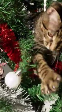 Dikey sevimli kedicik Noel ağacının cazibesi, güzel modern dekorasyonun bir kısmını bozmak, Noel süsleriyle neşeli ve sevimli bir tatil sahnesi yaratmak,