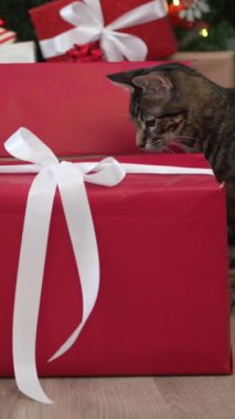 Kırmızı bir hediye kutusunun içindeki sevimli kedi bakışının dikey olarak yavaş çekimde çekilmesi, Noel için evde bir bayram sürprizi, Noel süsleriyle süslenmiş güzel bir köknar ağacı. Yeni Yıl dekor elementi