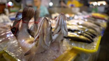 Tedarikçi, Kaohsiung deniz ürünleri pazarında kırmızı plastik tepside canlı kabuklu deniz ürünleri ve kabukluları duruluyor. Taze deniz ürünleri halka açık yerde satılmak üzere ıslak ve yoğun bir ortamda karıştırılıp temizleniyor..