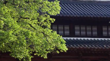Geleneksel Kore mimarisinin yavaş çekim görüntüsü yemyeşil bir ağaç doğal gün ışığında hafifçe sallanarak sakin ve huzurlu bir ruh halini çağrıştırıyor.