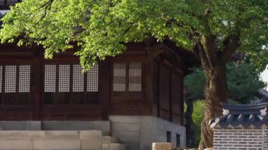 Güney Kore, Seul - 10 Temmuz 2025: Eski Kore ahşap binasının yanındaki yeşil ağacın yavaş çekim görüntüsü, rahatlatıcı esinti ve ılık tonlarla huzur verici bir manzara yaratıyor.