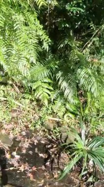  İnsanoğlunun dar nehir yatakları, çağlayanlar ve kanyonlardan iple inme ve geçme pratiği yaptığı pov çekimi. Canyoning vahşi doğa şelalelerinde yüksek adrenalin içeren bir spordur. Şelaleden aşağı kaya tırmanışı