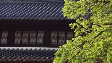 Koreli mimari detayların yavaş çekim görüntüsü. Ağaç yaprakları yavaşça öne doğru hareket ediyor. Doğal gün ışığı altında huzurlu bir ortam var.