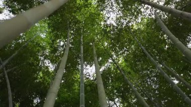 Ağır çekimde yukarı doğru parlak güneş ışığı Leshan, Çin 'deki kalın yeşil bambu ormanlarını delip geçiyor.