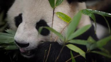 Yavaşça hareket eden dev panda sakince bambu çiğniyor. Etrafı yapraklı bitkiler ve yumuşak bitki örtüsüyle çevrili.