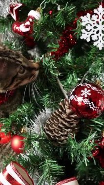 Şirin bir kedinin dikey yavaş çekimleri, evcil bir kedi, biraz mizah ve cazibe katar ve eğlenceli bir şekilde modern Noel süslemelerini yok eder, Noel süsleriyle süslenmiş neşeli çam ağacı.