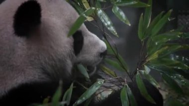 Yavaş yavaş dinlenen ve başını nazikçe çeviren bir pandanın bambu yapraklarını huzurlu bir şekilde tutuşu.