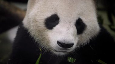 Yavaş hareket eden panda bambu ile etkileşime giriyor, yaprakları nazikçe çiğniyor, yumuşak ışığa yakalanıyor.