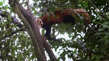 Kırmızı pandanın yüksek bir ağaç dalında dengede durması, yapraklar ve güneş ışığıyla çevrili orman tepe örtüsünde yavaşça yürümesi.