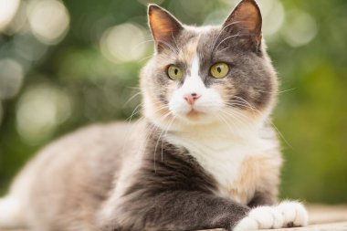 Güzel gri beyaz kedinin portresi ahşap tezgahta duruyor doğa arka planında, evcil hayvan yaşam konsepti