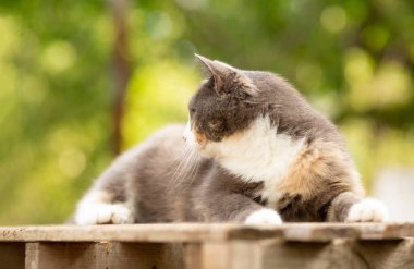 Güzel gri beyaz kedinin portresi ahşap tezgahta duruyor doğa arka planında, evcil hayvan yaşam konsepti