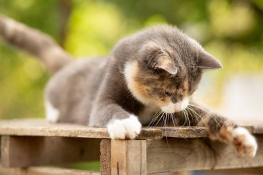 Oyuncu gri ve beyaz komik kedi ahşap ayakta duruyor ve yakalıyor, kırsal alanda evcil hayvan avlıyor doğa arka planında
