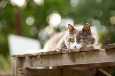 Güzel gri beyaz kedinin portresi ahşap tezgahta duruyor doğa arka planında, evcil hayvan yaşam konsepti