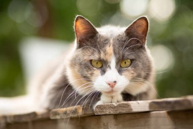 Güzel gri ve beyaz kedi başını patilerinin üzerine koydu. Doğanın arka planında tahta bir ayakta duruyordu.