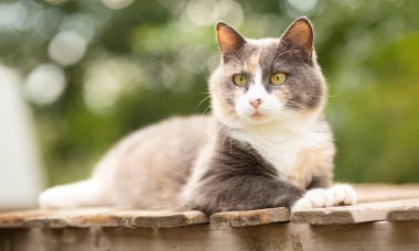 meraklı gri ve beyaz komik kedi ahşap ayakta duruyor kırsal alanda arka planda, evcil hayvan dikkatle etrafına bakıyor