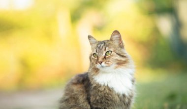 Güzel kırmızı pofuduk Sibirya kedi portresi yaz arka planında