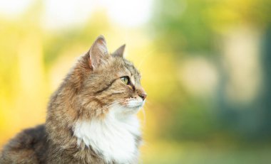 Güzel kırmızı pofuduk Sibirya kedi portresi yaz arka planında