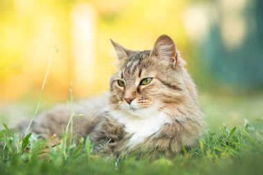 Güzel kırmızı tüylü kedi yeşil çimenlerin üzerinde yatıyor kırsal alanda, evcil hayvan dinleniyor.