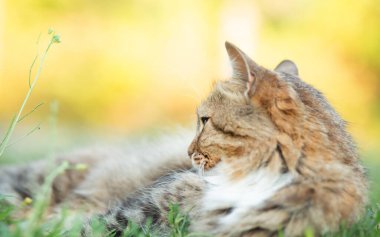 Güzel kırmızı tüylü kedi yeşil çimenlerin üzerinde yatıyor kırsal alanda, evcil hayvan dinleniyor.
