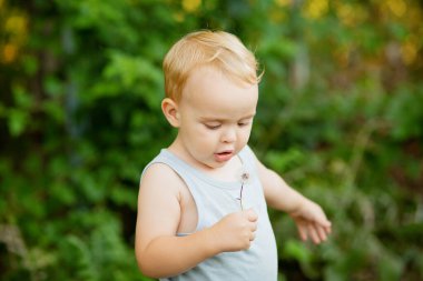 Küçük sevimli sarışın çocuk pofuduk karahindiba tutuyor, yaz doğasında oynayan çocuk, kırsal kesimde.