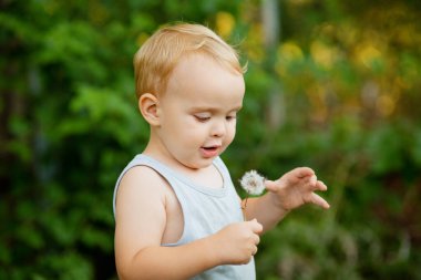 Küçük sevimli sarışın çocuk pofuduk karahindiba tutuyor, yaz doğasında oynayan çocuk, kırsal kesimde.