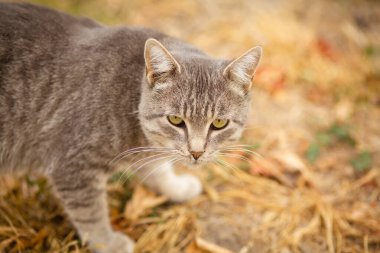 Tekir gri kedi doğada yürüyor, güz mevsiminde evcil hayvan, kırsal alan