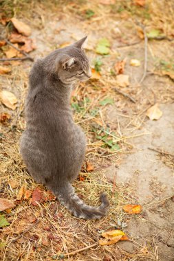 Tekir gri kedi doğada yürüyor, güz mevsiminde evcil hayvan, kırsal alan