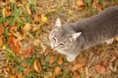 Tekir gri kedi doğada yürüyor, güz mevsiminde evcil hayvan yukarı bakıyor, kırsal manzara, üst manzara