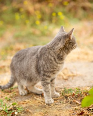 Tekir gri kedi doğada yürüyor, güz mevsiminde evcil hayvan, kırsal alan