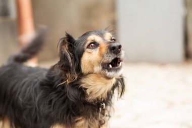 Zincirlenmiş tüylü köpek havlıyor bahçedeki evi koruyor, evcil hayvan konsepti