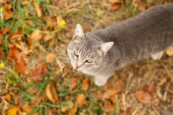 tabby grey cat walking on nature, pet in autumn garden looking up into the camera and meowing, rural scene, cat face top view