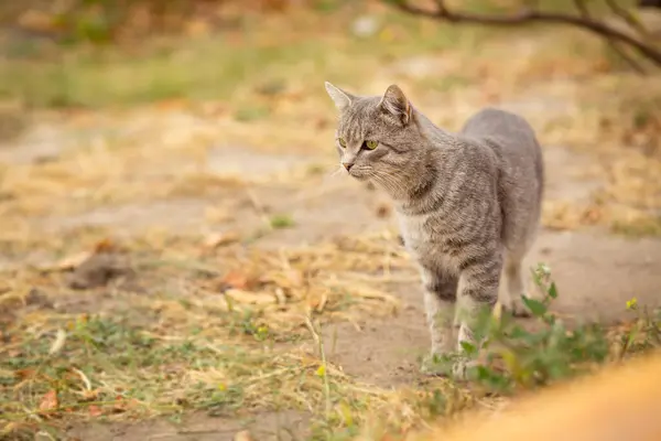 Tabby Grey Cat Walking Nature Pet Autumn Season Rural Scene Stock Image