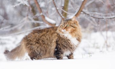 Güzel kedi portresi kış bahçesinde, tüylü Sibirya kedisi kırsal alanda beyaz karın arka planında yürüyor, doğada evcil hayvanlar