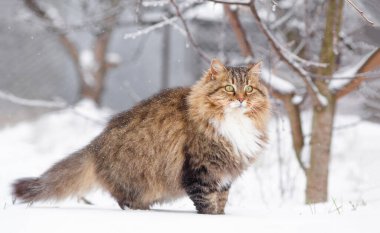 Güzel kedi portresi kış bahçesinde, tüylü Sibirya kedisi kırsal alanda beyaz karın arka planında yürüyor, doğada evcil hayvanlar