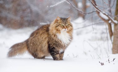 Güzel kedi portresi kış bahçesinde, tüylü Sibirya kedisi kırsal alanda beyaz karın arka planında yürüyor, doğada evcil hayvanlar